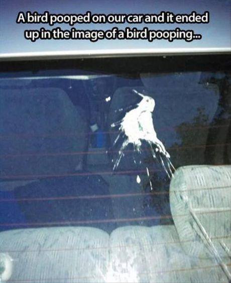 A bird pooped on our car and it ended up in the image of a bird pooping.