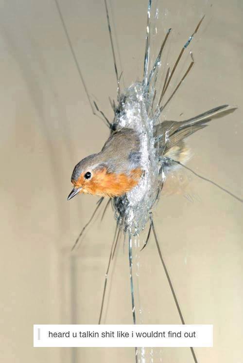 Bird breaks window glass -  Heard you talking shit like I wouldn't find out 