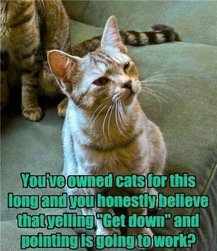 Cat - You've owned cats for this long and you honestly believe that yelling 