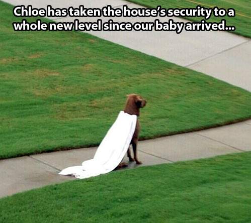 Dog Chloe has taken the house's security to whole new level!