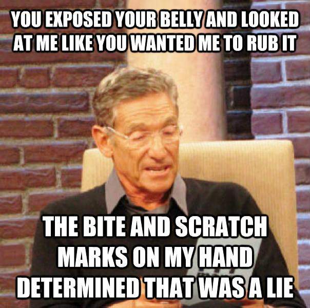 For my cat - You exposed your belly and looked at me like you wanted me to rub it