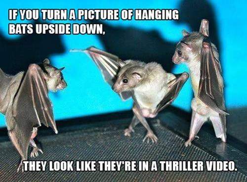 If you turn a picture of hanging bats upside down