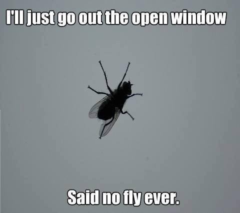 I'll just go out the open window - Said no fly ever !