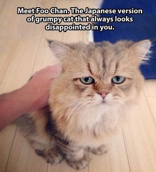 Meet Foo Chan. The Japanese version of grumpy cat that always looks disappointed in you