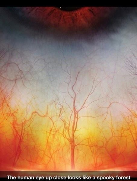 The human eye (sclera) close looks like a spooky forest 