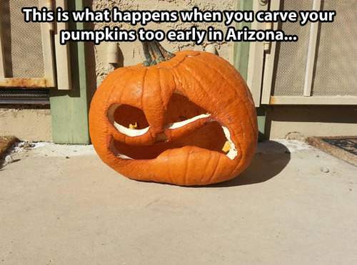 This is what happens when you carve your pumpkins to early in Arizona..