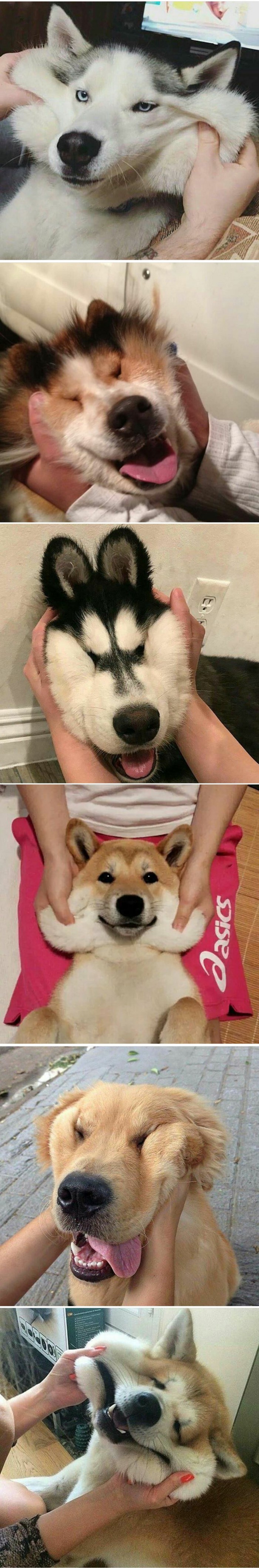 Dog with stretchy cheeks