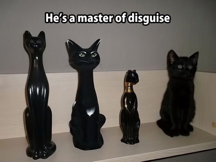 The master of disguise